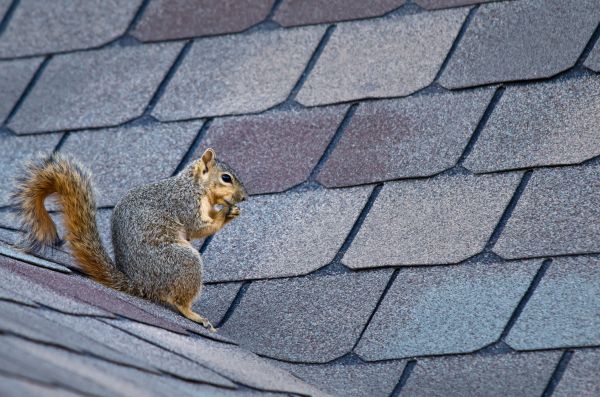 Panama City Beach Wildlife Removal