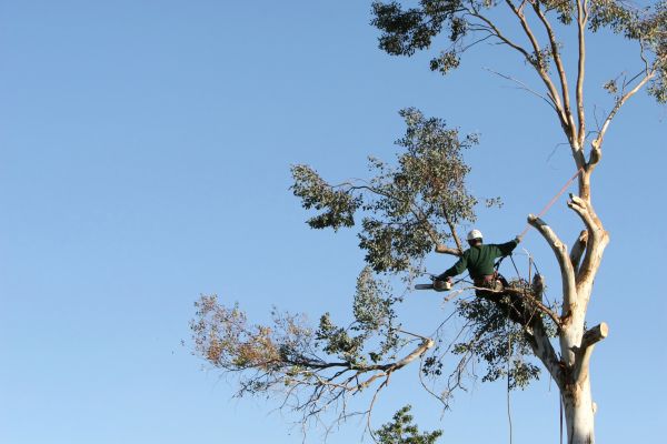 Panama City Beach Tree Trimming