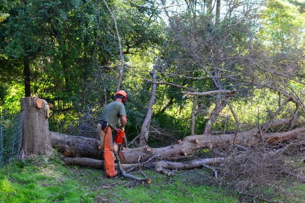 Panama City Beach Tree Removal